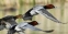 بازگشت اردک‌های سرسفید به تالاب بین‌المللی قوری‌گول