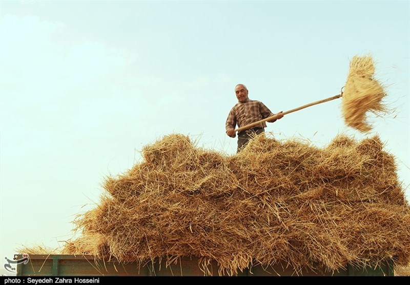 برداشت ۸۰۰ هزار تن گندم در آذربایجان‌شرقی پیش‌بینی ‌می‌شود