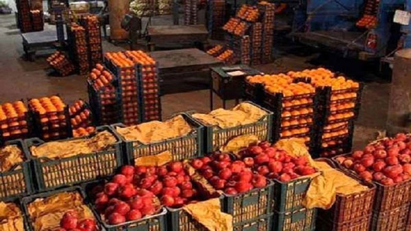 ذخیره سازی هزار و ۲۰۰ تن میوه شب عید در استان قزوین
