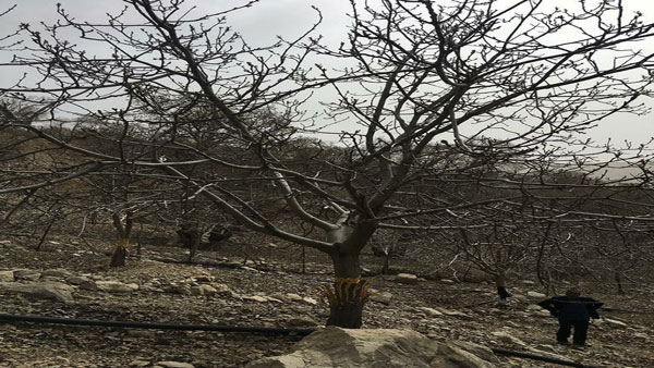 تراژدی تلخ قطع درختان در صیدون و بی تفاوتی مسئولان