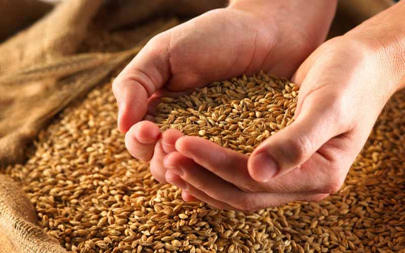 خرید تضمینی ۱۰ میلیون تن گندم در کشور