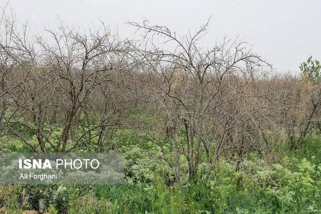 تحمیل خسارت به بیش از ۱۰ هزار هکتار از باغات استان مرکزی