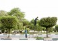 ۲۳۰۰ درخت کنوکارپوس در بوشهر جابه‌جا شدند