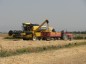 بیش از ۱۲ هزار میلیارد ریال گندم از کشاورزان استان همدان خرید تضمینی شده است