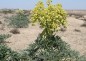 توسعه ۶۲۰ هکتاری گیاهان دارویی در استان مرکزی هدفگذاری شد