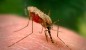 شمار مبتلایان به مالاریا در سیستان و بلوچستان از هزار نفر فراتر رفت
