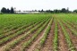 طرح جهش تولید در بیش از ۱۵ هزار هکتار اراضی کشاورزی بروجرد اجرا شد