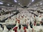 سرمایه‌گذاری بیش‌از ۲ هزار میلیارد تومانی در صنعت مرغداری سیستان و بلوچستان