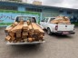 ۹۸ اصله الوار قاچاق جنگلی در استان اردبیل کشف شد