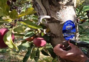 پلاک کوبی ۵ هزار اصله درخت در آذربایجان شرقی