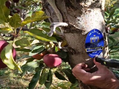 پلاک کوبی ۵ هزار اصله درخت در آذربایجان شرقی