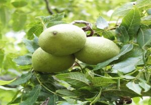 عجب‌شیر رتبه نخست تولید گردو در آذربایجان شرقی
