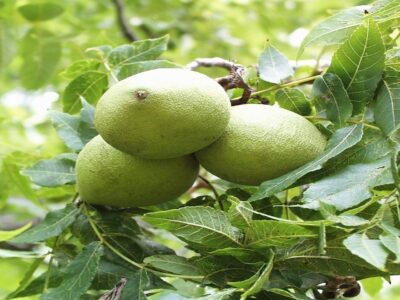 عجبشیر رتبه نخست تولید گردو در آذربایجان شرقی