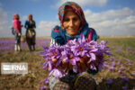 سهم ۹۰ درصدی ایران در تولید جهانی زعفران