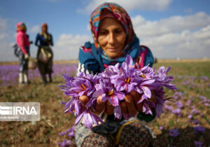 سهم ۹۰ درصدی ایران در تولید جهانی زعفران