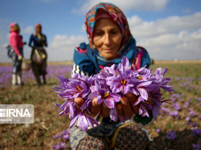 سهم ۹۰ درصدی ایران در تولید جهانی زعفران